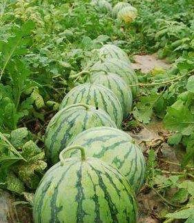 最美的吃瓜季节,尽享美味——最美吃瓜季节盛启 第3张 最美的吃瓜季节,尽享美味——最美吃瓜季节盛启 第3张